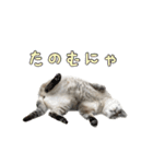こんにちキャットです！（個別スタンプ：13）