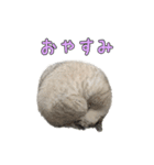 こんにちキャットです！（個別スタンプ：14）