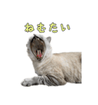 こんにちキャットです！（個別スタンプ：15）