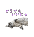 こんにちキャットです！（個別スタンプ：16）