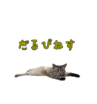 こんにちキャットです！（個別スタンプ：17）