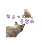 こんにちキャットです！（個別スタンプ：18）