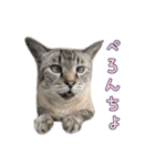 こんにちキャットです！（個別スタンプ：19）