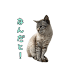 こんにちキャットです！（個別スタンプ：20）