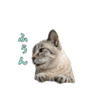 こんにちキャットです！（個別スタンプ：23）