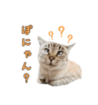 こんにちキャットです！（個別スタンプ：26）