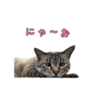 こんにちキャットです！（個別スタンプ：27）