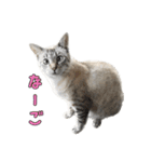 こんにちキャットです！（個別スタンプ：28）
