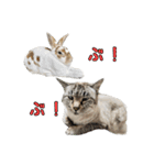 こんにちキャットです！（個別スタンプ：31）