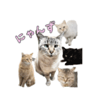 こんにちキャットです！（個別スタンプ：32）