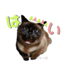 ハーツ保護猫シェルター支援・相づちと挨拶（個別スタンプ：1）