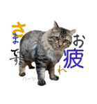 ハーツ保護猫シェルター支援・相づちと挨拶（個別スタンプ：2）