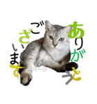 ハーツ保護猫シェルター支援・相づちと挨拶（個別スタンプ：4）