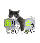 ハーツ保護猫シェルター支援・相づちと挨拶（個別スタンプ：5）