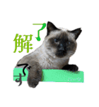 ハーツ保護猫シェルター支援・相づちと挨拶（個別スタンプ：6）