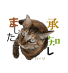ハーツ保護猫シェルター支援・相づちと挨拶（個別スタンプ：7）
