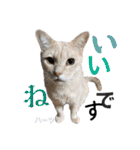 ハーツ保護猫シェルター支援・相づちと挨拶（個別スタンプ：8）