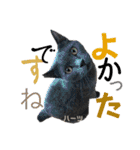 ハーツ保護猫シェルター支援・相づちと挨拶（個別スタンプ：9）