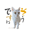 ハーツ保護猫シェルター支援・相づちと挨拶（個別スタンプ：10）