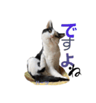 ハーツ保護猫シェルター支援・相づちと挨拶（個別スタンプ：11）