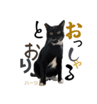 ハーツ保護猫シェルター支援・相づちと挨拶（個別スタンプ：12）