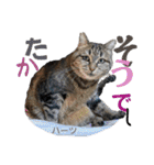ハーツ保護猫シェルター支援・相づちと挨拶（個別スタンプ：13）
