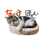 ハーツ保護猫シェルター支援・相づちと挨拶（個別スタンプ：14）