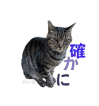 ハーツ保護猫シェルター支援・相づちと挨拶（個別スタンプ：15）