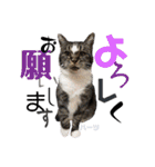 ハーツ保護猫シェルター支援・相づちと挨拶（個別スタンプ：16）