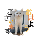 ハーツ保護猫シェルター支援・相づちと挨拶（個別スタンプ：17）