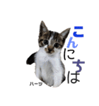 ハーツ保護猫シェルター支援・相づちと挨拶（個別スタンプ：18）