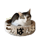 ハーツ保護猫シェルター支援・相づちと挨拶（個別スタンプ：19）