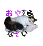 ハーツ保護猫シェルター支援・相づちと挨拶（個別スタンプ：20）