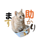 ハーツ保護猫シェルター支援・相づちと挨拶（個別スタンプ：21）