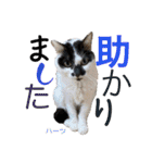 ハーツ保護猫シェルター支援・相づちと挨拶（個別スタンプ：22）