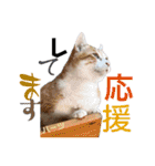 ハーツ保護猫シェルター支援・相づちと挨拶（個別スタンプ：24）