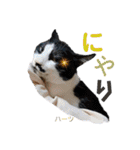 ハーツ保護猫シェルター支援・相づちと挨拶（個別スタンプ：26）