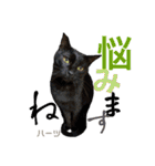 ハーツ保護猫シェルター支援・相づちと挨拶（個別スタンプ：27）