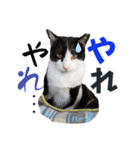 ハーツ保護猫シェルター支援・相づちと挨拶（個別スタンプ：28）