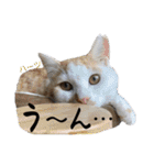 ハーツ保護猫シェルター支援・相づちと挨拶（個別スタンプ：29）