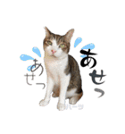 ハーツ保護猫シェルター支援・相づちと挨拶（個別スタンプ：30）