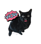 ハーツ保護猫シェルター支援・相づちと挨拶（個別スタンプ：31）