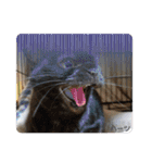 ハーツ保護猫シェルター支援・相づちと挨拶（個別スタンプ：33）