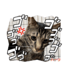 ハーツ保護猫シェルター支援・相づちと挨拶（個別スタンプ：34）