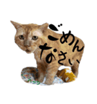 ハーツ保護猫シェルター支援・相づちと挨拶（個別スタンプ：35）