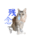 ハーツ保護猫シェルター支援・相づちと挨拶（個別スタンプ：36）