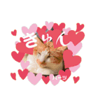 ハーツ保護猫シェルター支援・相づちと挨拶（個別スタンプ：37）