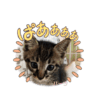 ハーツ保護猫シェルター支援・相づちと挨拶（個別スタンプ：38）