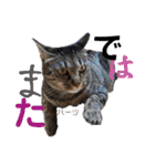 ハーツ保護猫シェルター支援・相づちと挨拶（個別スタンプ：39）