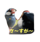 桜文鳥わすけライトビジネスわす（個別スタンプ：1）